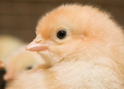 4 Egg Incubator Trends to Decrease Chick Mortality